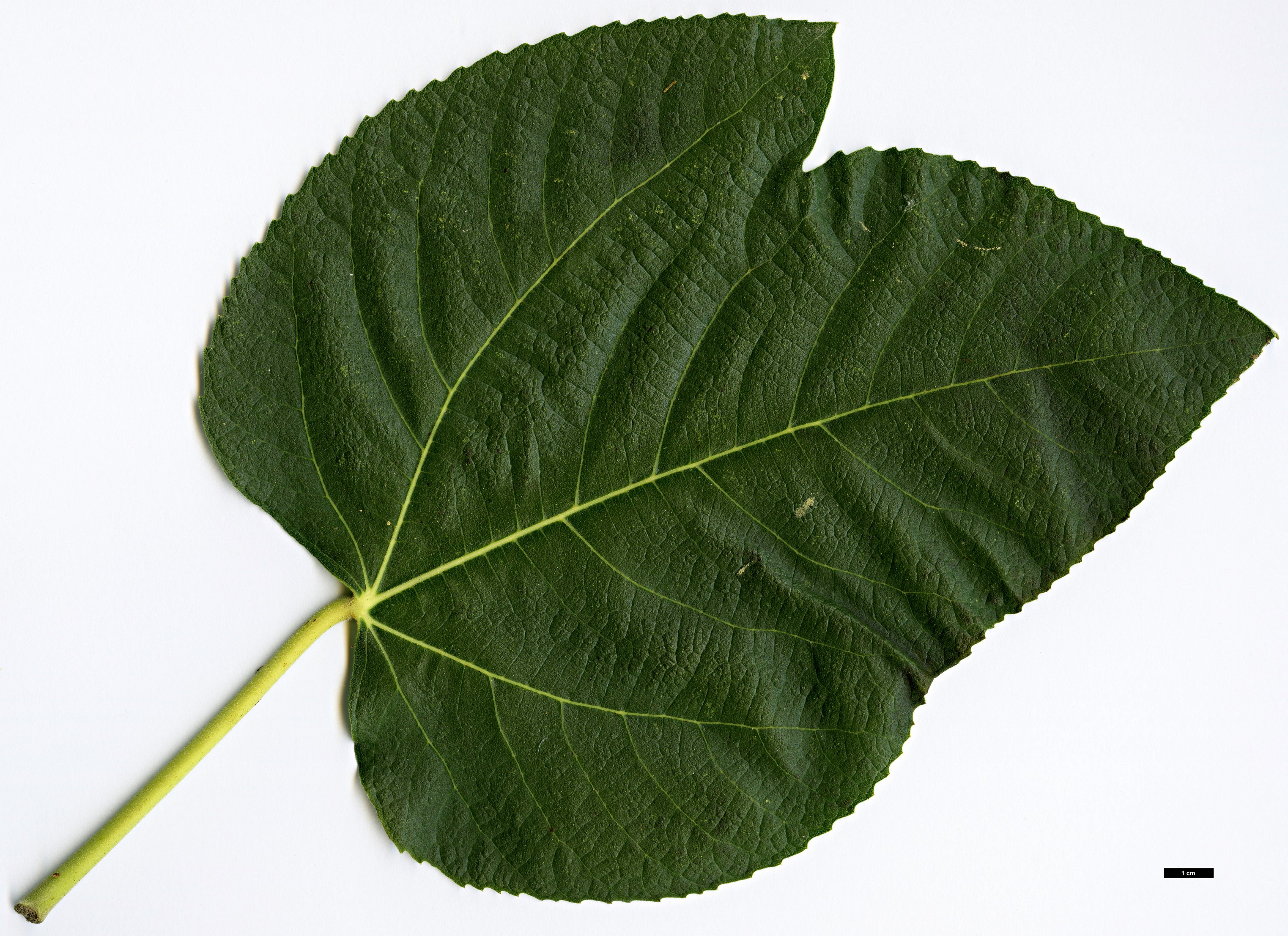 High resolution image: Family: Moraceae - Genus: Ficus - Taxon: palmata